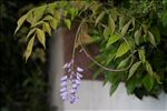 Wisteria sinensis (Sims) DC.