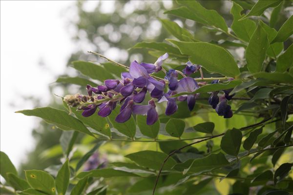 Wisteria sinensis (Sims) DC.