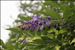 Wisteria sinensis (Sims) Sweet