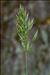 Bromus hordeaceus L. subsp. hordeaceus