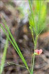 Lathyrus sphaericus Retz.