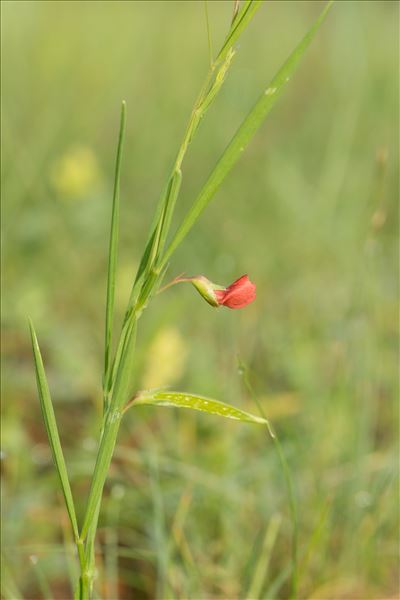 Lathyrus sphaericus Retz.