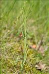 Lathyrus sphaericus Retz.