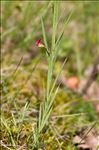 Lathyrus sphaericus Retz.