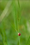 Lathyrus sphaericus Retz.