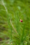 Lathyrus sphaericus Retz.