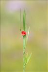 Lathyrus sphaericus Retz.