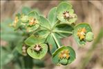 Euphorbia loreyi Jord.