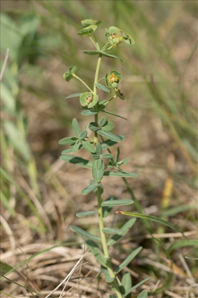 Euphorbia loreyi Jord.