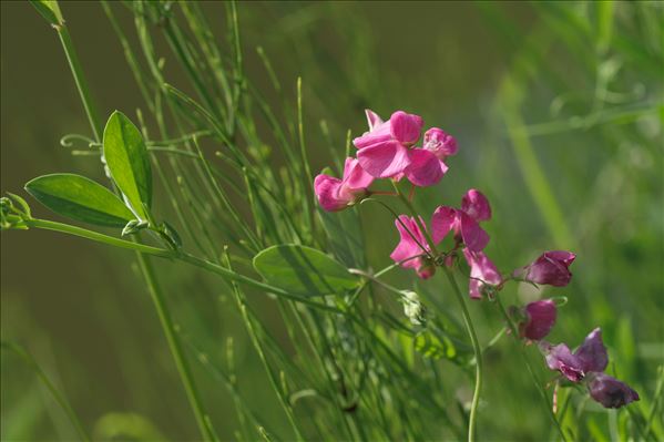 Lathyrus tuberosus L.