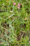 Lathyrus tuberosus L.