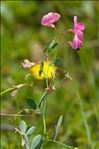 Lathyrus tuberosus L.