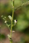 Kickxia elatine (L.) Dumort. subsp. elatine