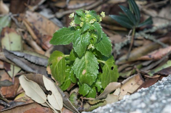 Mercurialis ambigua L.f.