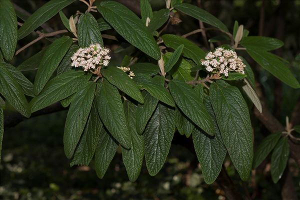 Viburnum rhytidophyllum Hemsl.