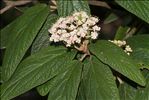 Viburnum rhytidophyllum Hemsl.