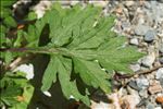 Artemisia verlotiorum Lamotte