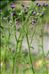 Carduus crispus subsp. multiflorus (Gaudin) Franco