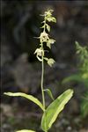 Epipactis helleborine (L.) Crantz subsp. helleborine
