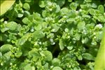 Montia hallii (A.Gray) Greene