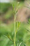 Lepidium graminifolium L.