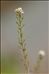 Lepidium graminifolium L.
