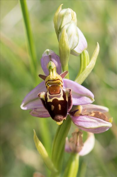 Ophrys x albertiana E.G.Camus