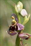 Ophrys x albertiana E.G.Camus