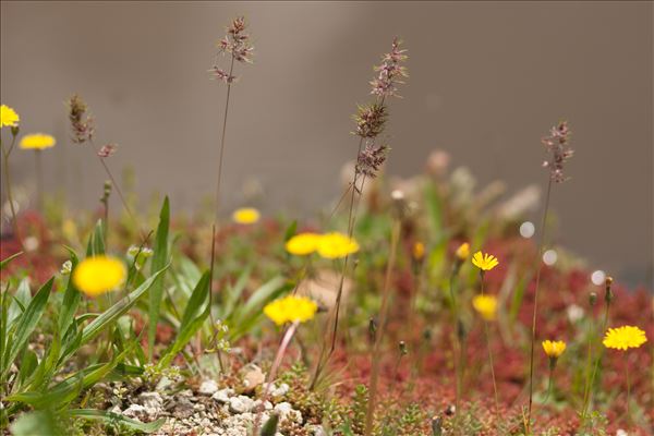 Poa bulbosa L. subsp. bulbosa