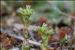 Scleranthus annuus subsp. polycarpos (L.) Bonnier & Layens