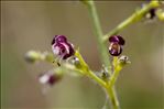 Scrophularia canina L. subsp. canina