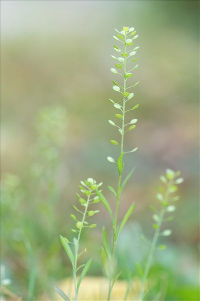 Lepidium virginicum L.