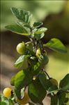 Solanum nigrum L. subsp. nigrum