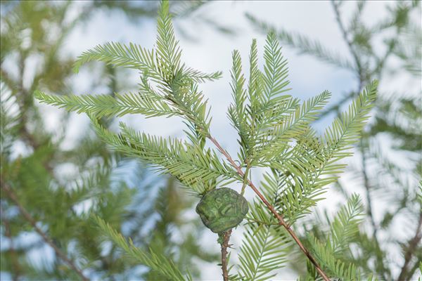 Taxodium distichum (L.) Rich.