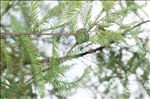 Taxodium distichum (L.) Rich.