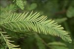 Taxodium distichum (L.) Rich.