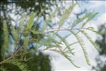 Taxodium distichum (L.) Rich.