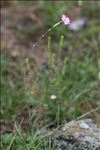 Dianthus saxicola Jord.