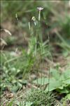 Dianthus saxicola Jord.