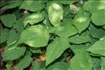 Epimedium alpinum L.