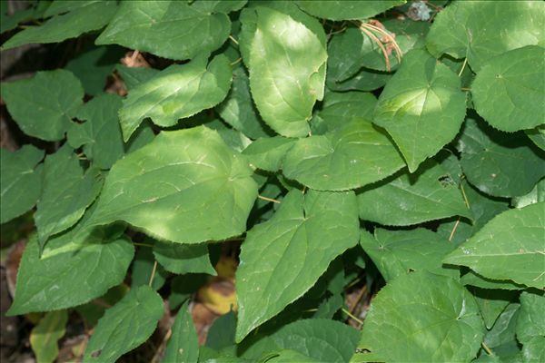 Epimedium alpinum L.