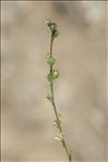 Linaria arvensis (L.) Desf.