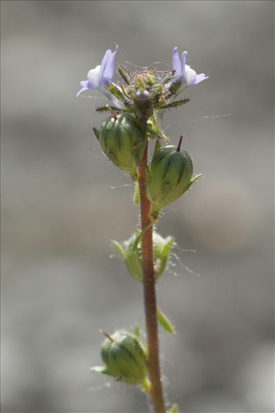 Linaria arvensis (L.) Desf.