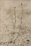 Linaria arvensis (L.) Desf.