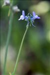 Linaria arvensis (L.) Desf.