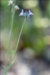 Linaria arvensis (L.) Desf.