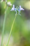 Linaria arvensis (L.) Desf.