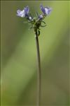 Linaria arvensis (L.) Desf.