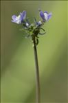 Linaria arvensis (L.) Desf.