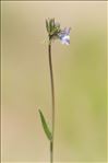 Linaria arvensis (L.) Desf.